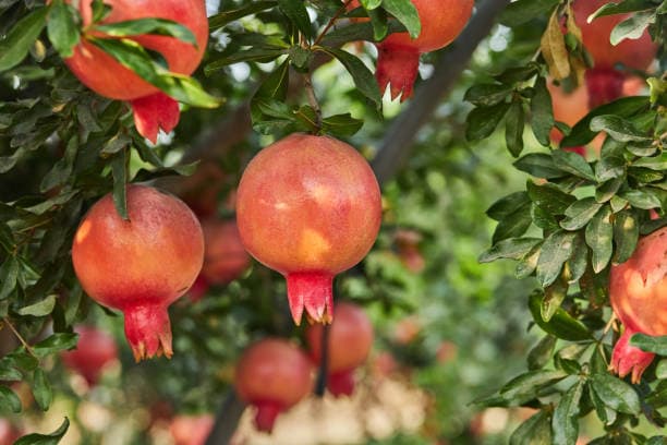 تصویر 4 از انار مجلسی درجه خوب تحویل فوری امروز
